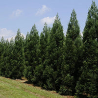 Close-up of Cryptomeria Radicans leaves with rich evergreen color