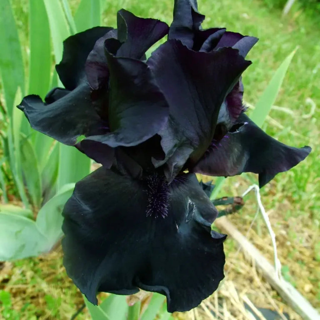 Iris Germanica Before The Storm Bearded German Iris