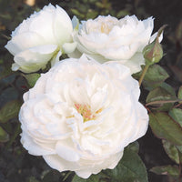 Bolero Rose