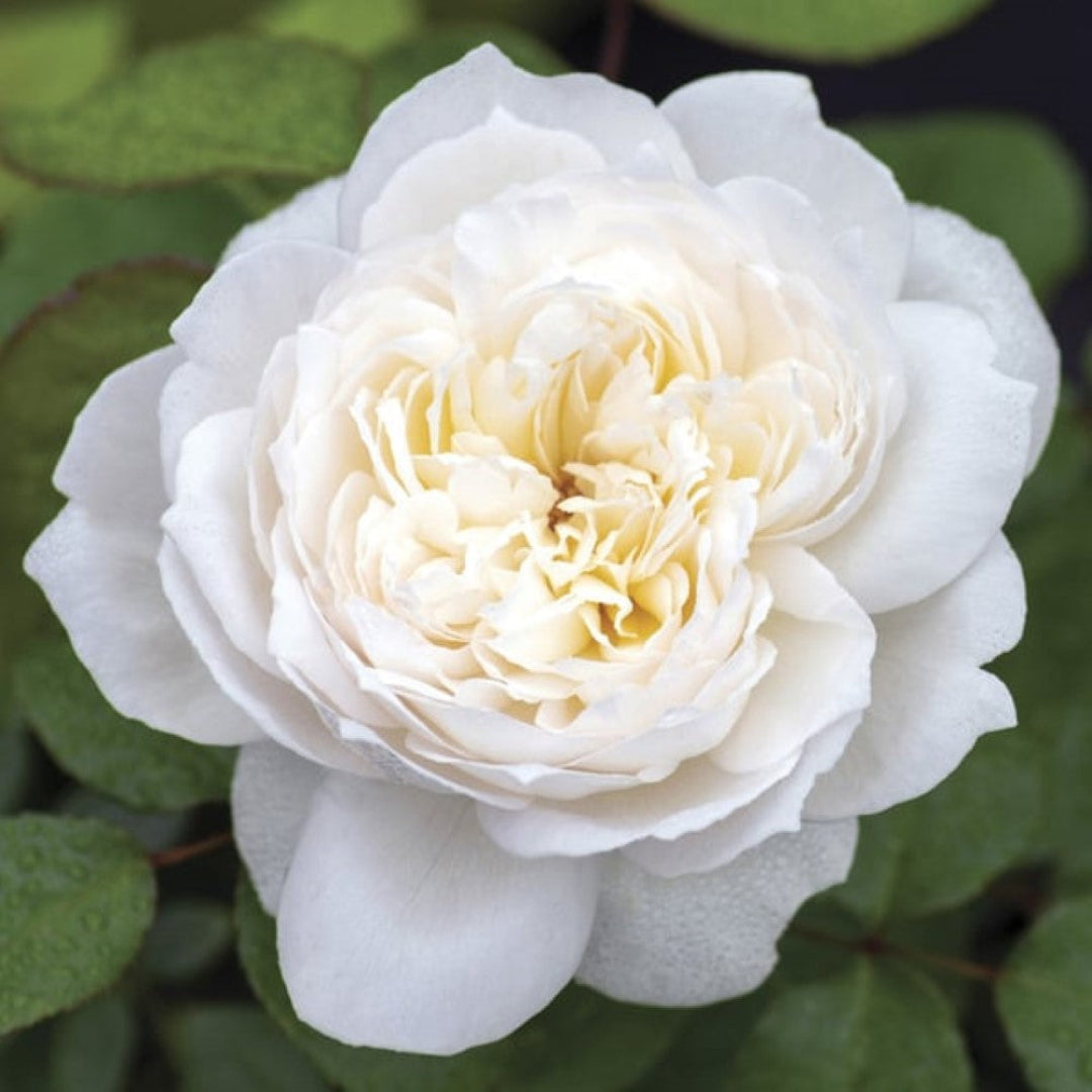 Bolero Rose