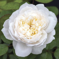 Bolero Rose