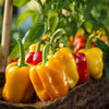 Vegetable Plants