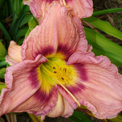 Bellaboo Daylily, Large Pale Purple Blooms with An Gorgeous Purple Band with Lemon Yellow Throat, Blooms For Long Time with Lots of Blooms.