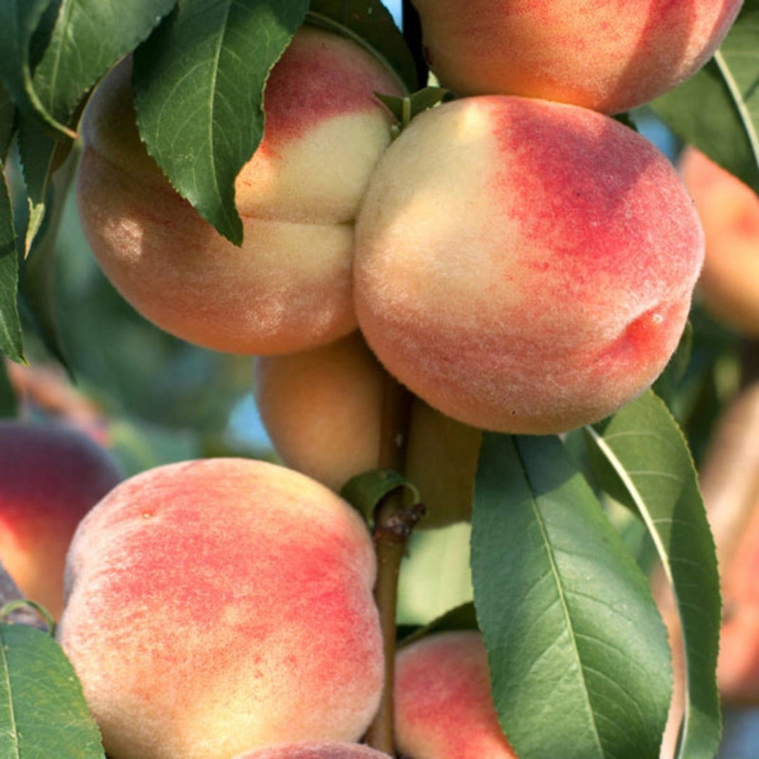 Ripe peaches on Belle of Georgia Tree