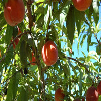Belle of Georgia Tree with small peaches
