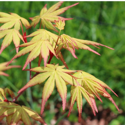 Beni Kawa Japanese Maple Tree
