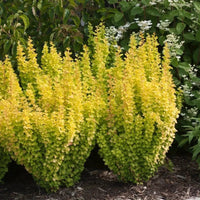 Aurea Barberry Japanese Barberry