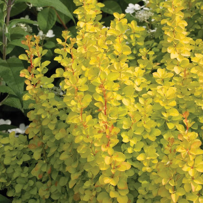 Sunjoy Gold Pillar Barberry