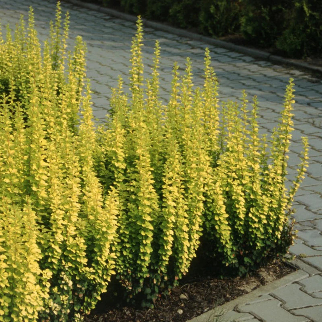 Sunjoy Gold Pillar Barberry