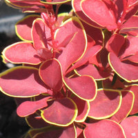Admiration' Barberry
