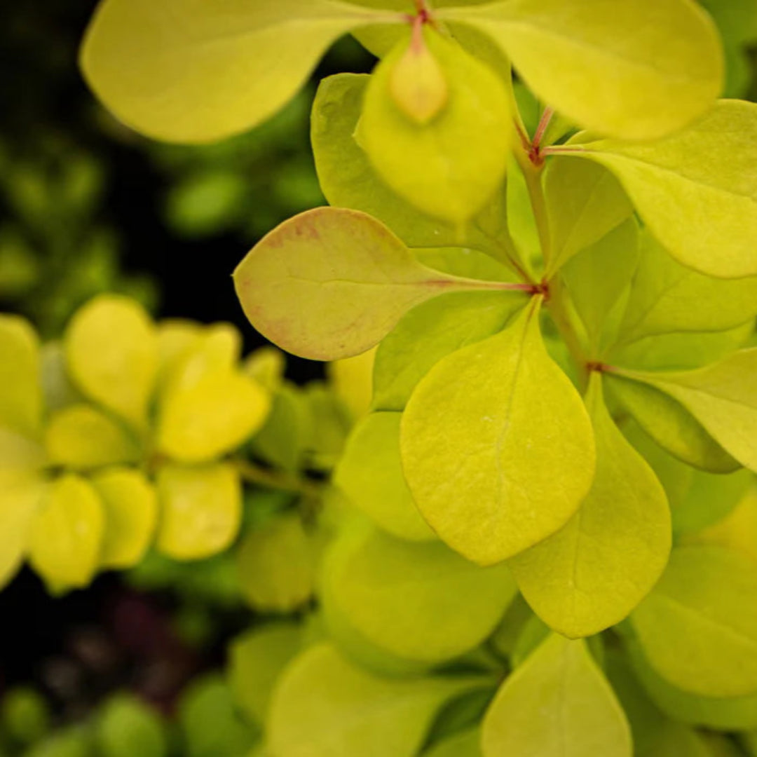 Aurea Barberry Japanese Barberry