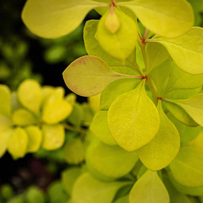 Aurea Barberry Japanese Barberry