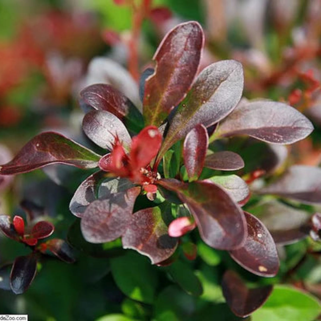 Crimson Pygmy Barberry