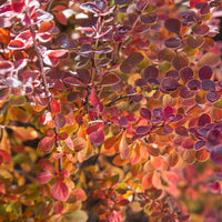 Barberry 'Toscana'