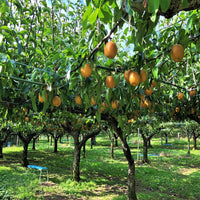 Dwarf Shinko Asian Pear Tree