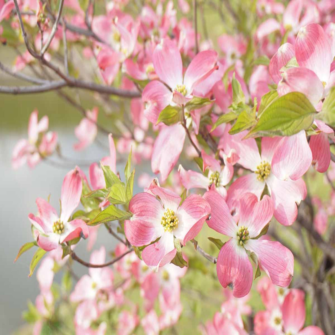 Dogwood Tree Combo featuring 3 Unique Varieties : Variety Trio