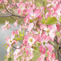 Best combo of flowering Dogwood TreesBest combo of flowering Dogwood Trees