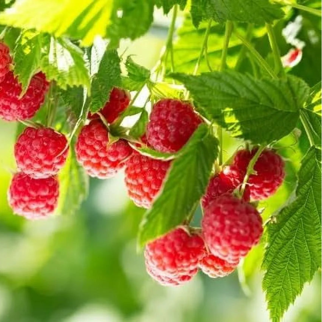 Nova Raspberry