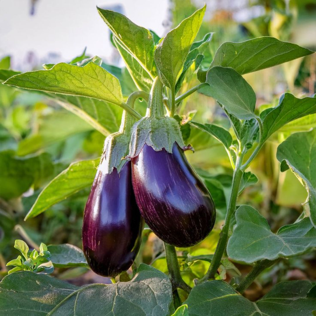 Egg Plant