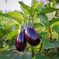 Egg Plant