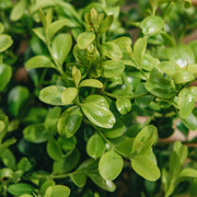 Better Boxwood Heritag