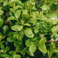 Better Boxwood Heritag