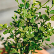 Better Boxwood Heritag