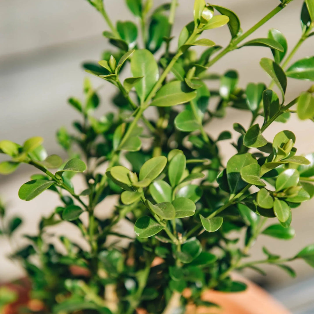 Better Boxwood Heritag