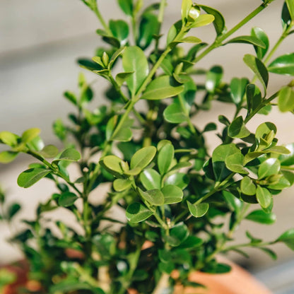 Better Boxwood Heritag