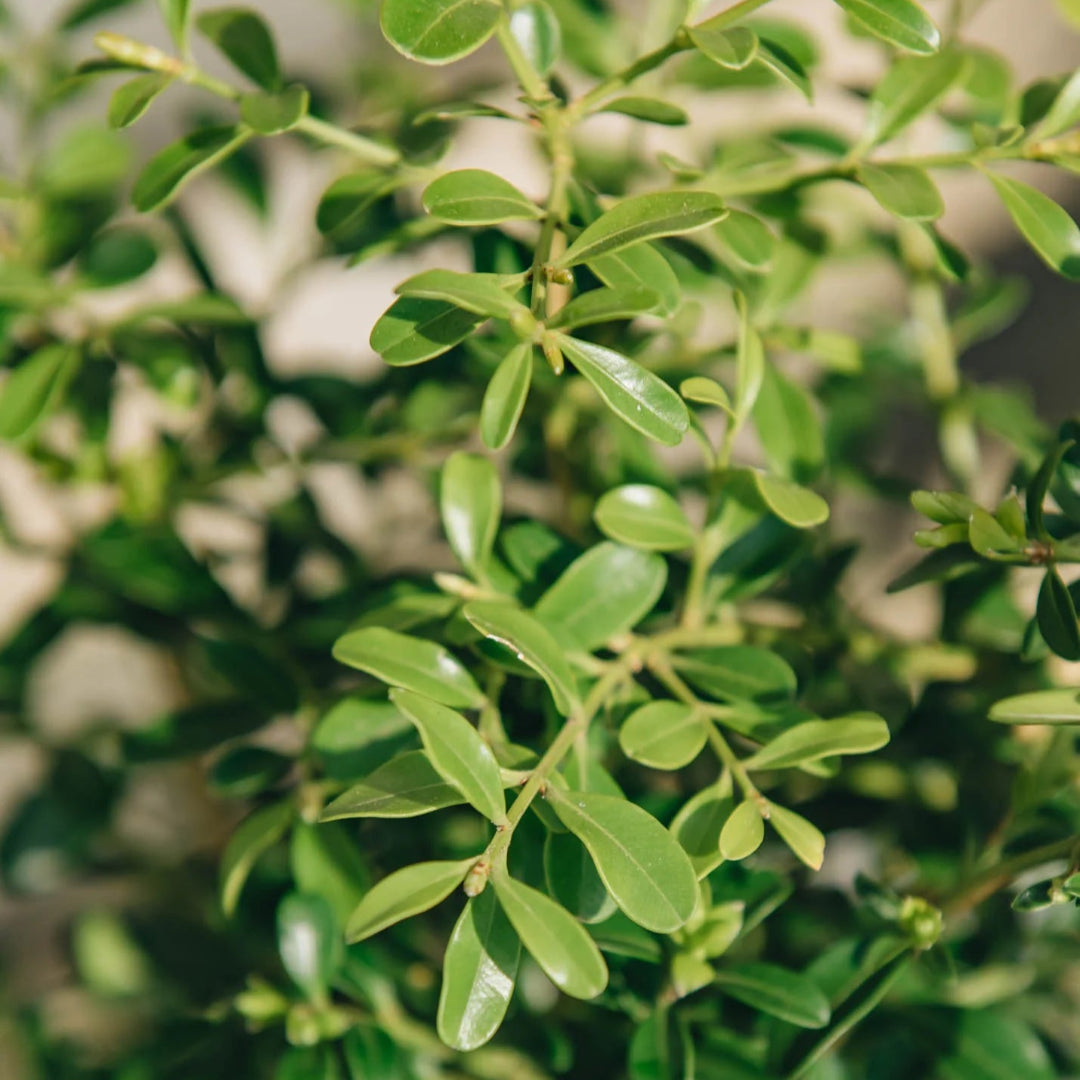 Better Boxwood Skylight