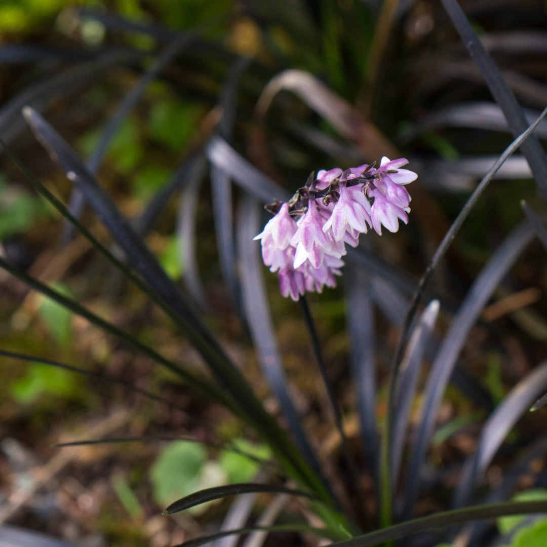 Ophiopogon Planiscapus &