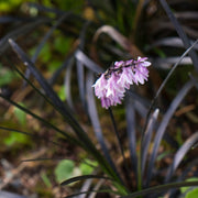 Ophiopogon Planiscapus 'Arabicus' Black Mondo Grass - [CG]