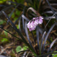 Evergreen Black Mondo Grass groundcover