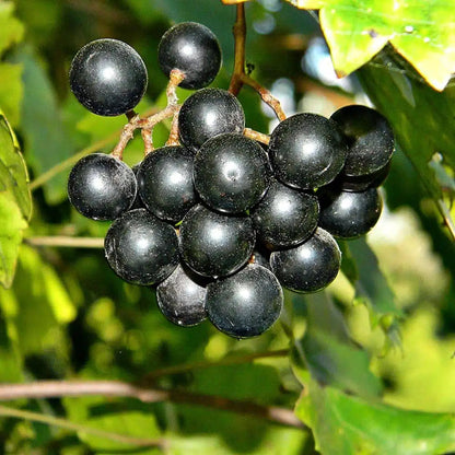 Noble Muscadine Grape Vine