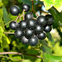 Dark purple noble muscadine grapes on vine