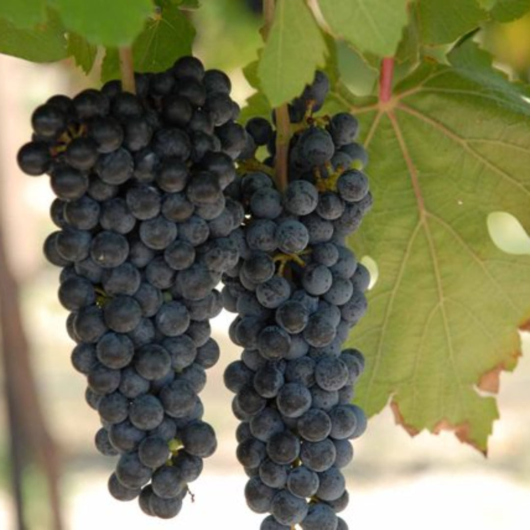 Black Spanish Grape Vine Shrub