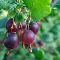 Black Velvet gooseberry bush producing large sweet dark berries