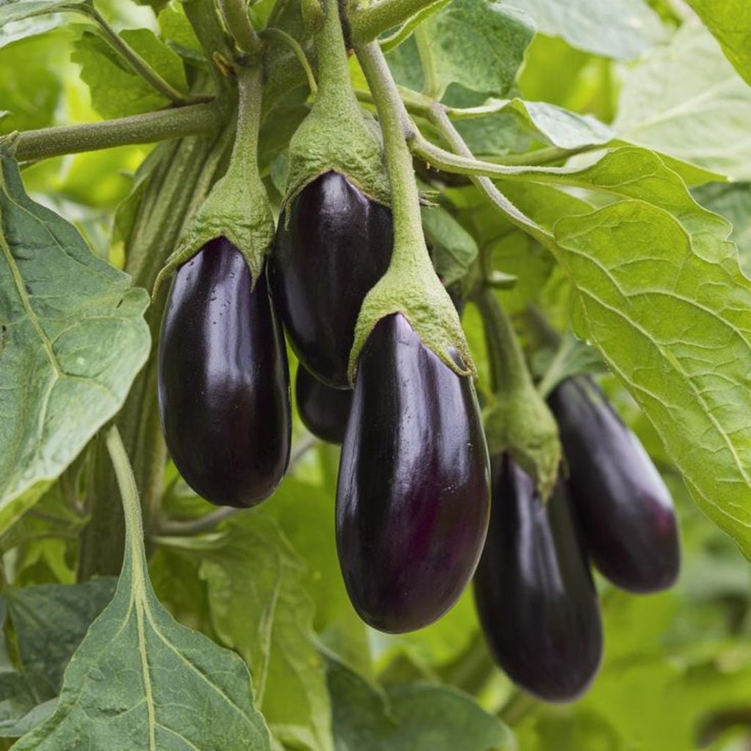Egg Plant