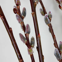 Close-up of black pussy willow catkins in early spring bloom