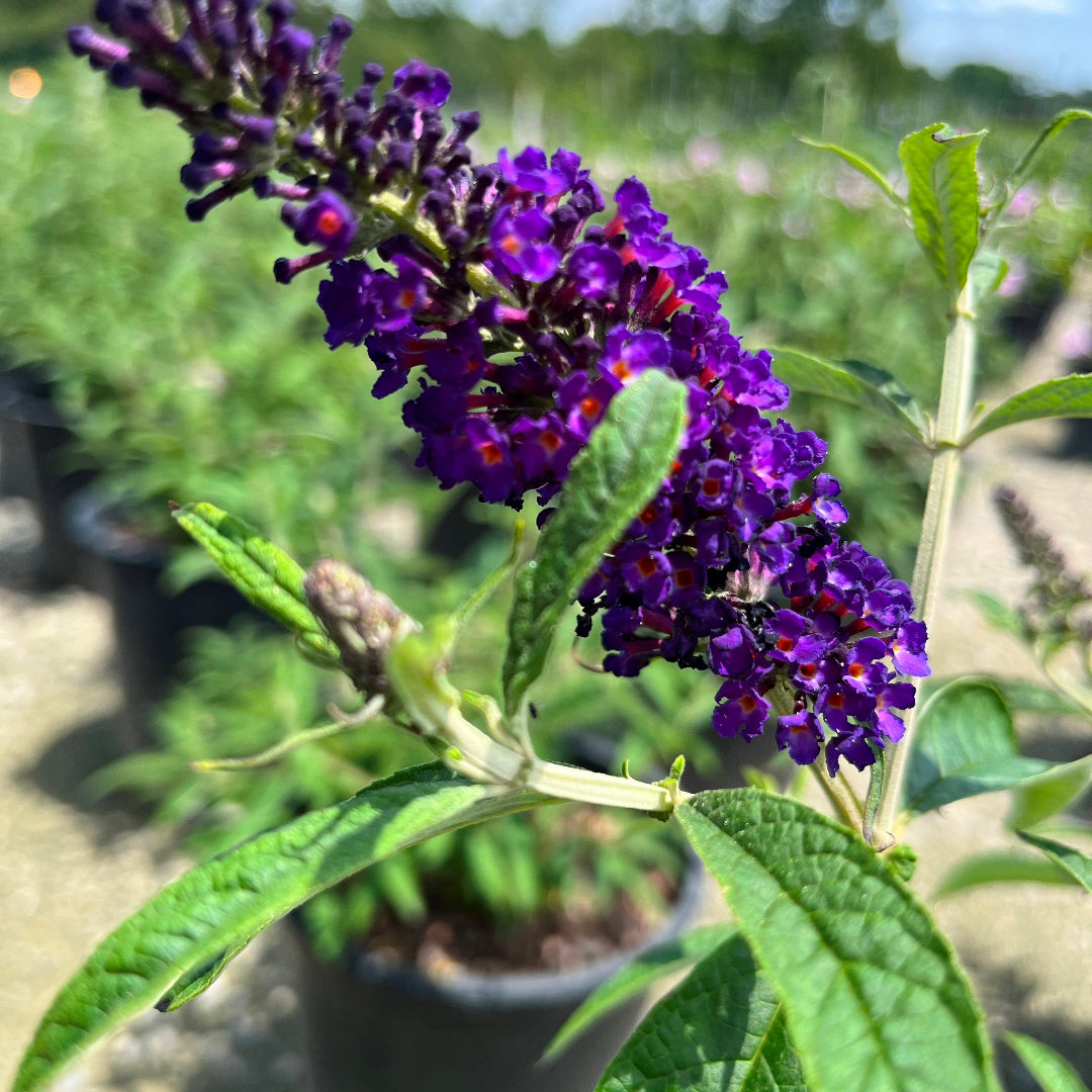 Butterfly Bush, Dark Reddish Purple Flowers