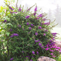 Black Knight' Butterfly Bush