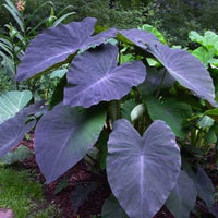 Black Magic Elephant Ear