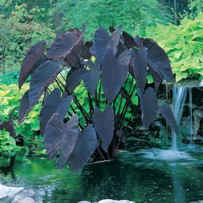 Black Magic Elephant Ear