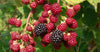 Raspberry Bushes