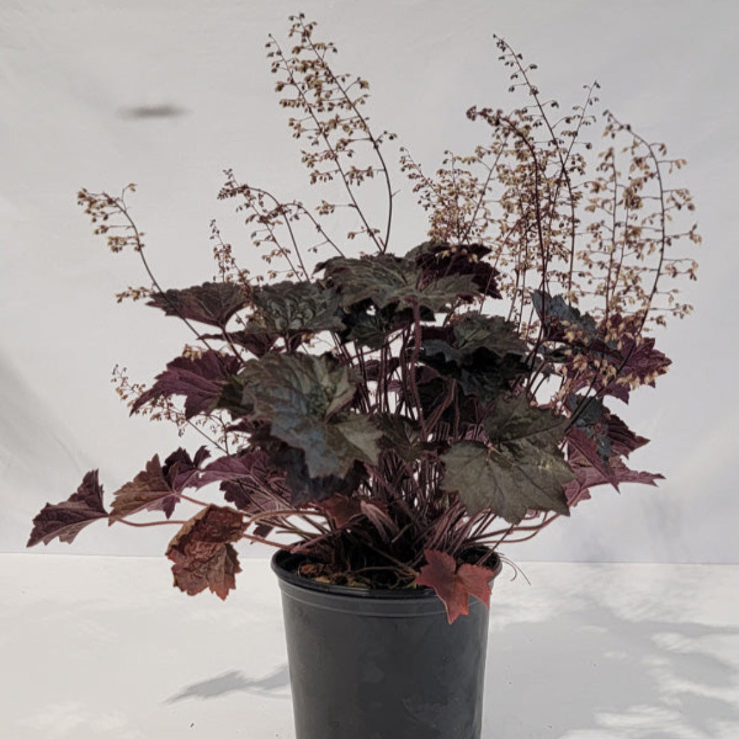 Heuchera Blackout