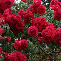 Blaze Climbing  Rose