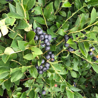 Bless Your Heart Blueberry shrub displaying heavy fruit production