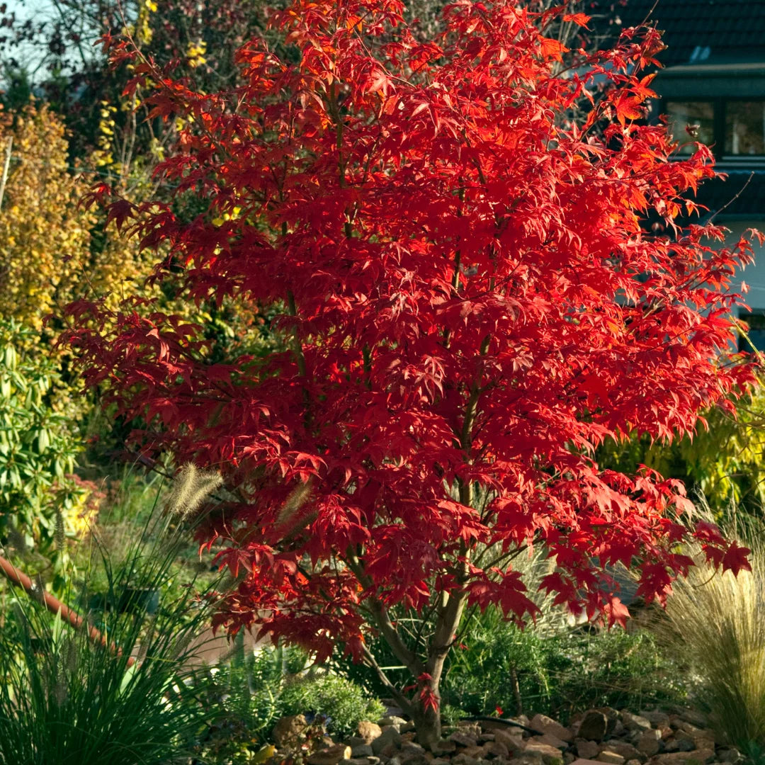 Japanese Maple Red Leaves