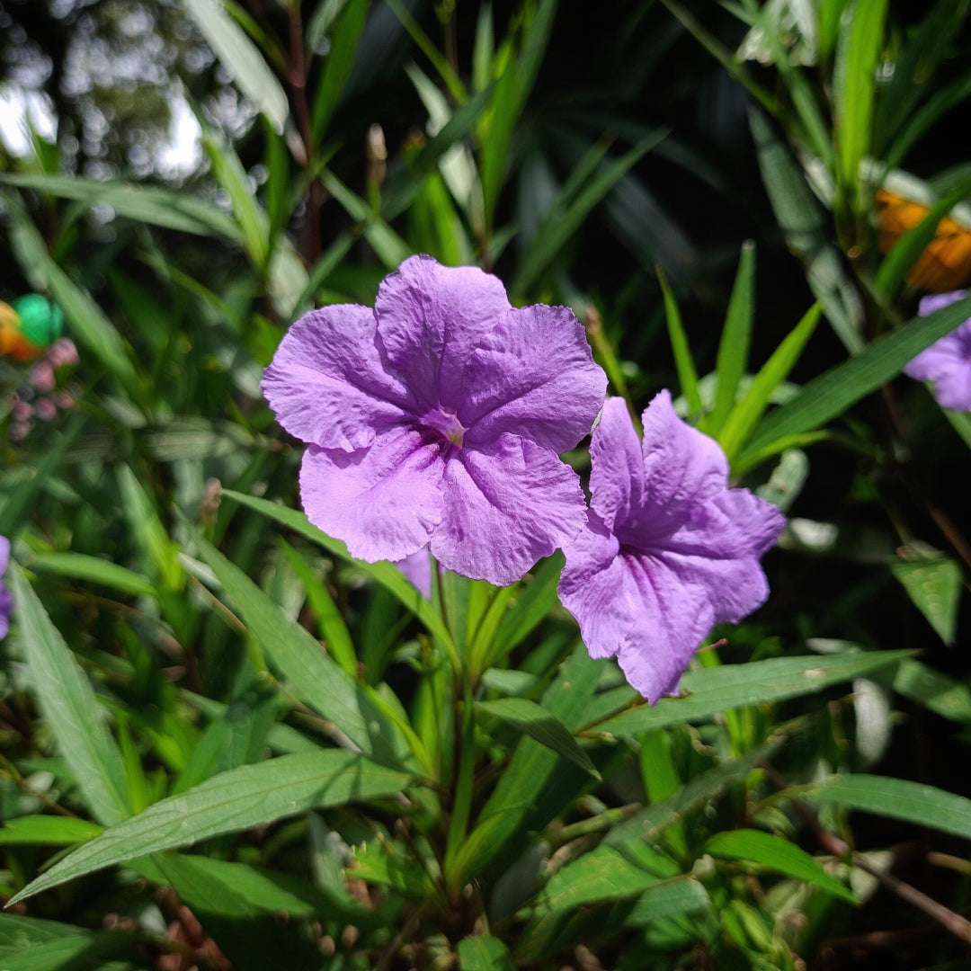 Dwarf Mexican Petunia – Compact Blue