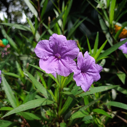 Dwarf Mexican Petunia – Compact Blue